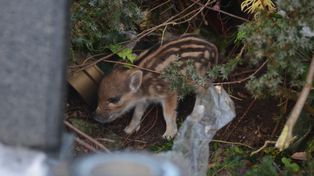 Warszawa: Sprzeciw wobec zabijania dzików. Aktywiści planują protest przed ratuszem. Czego oczekują?