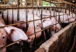UE pozwana ws. działań na rzecz zwierząt. Wśród skarżących Polka
