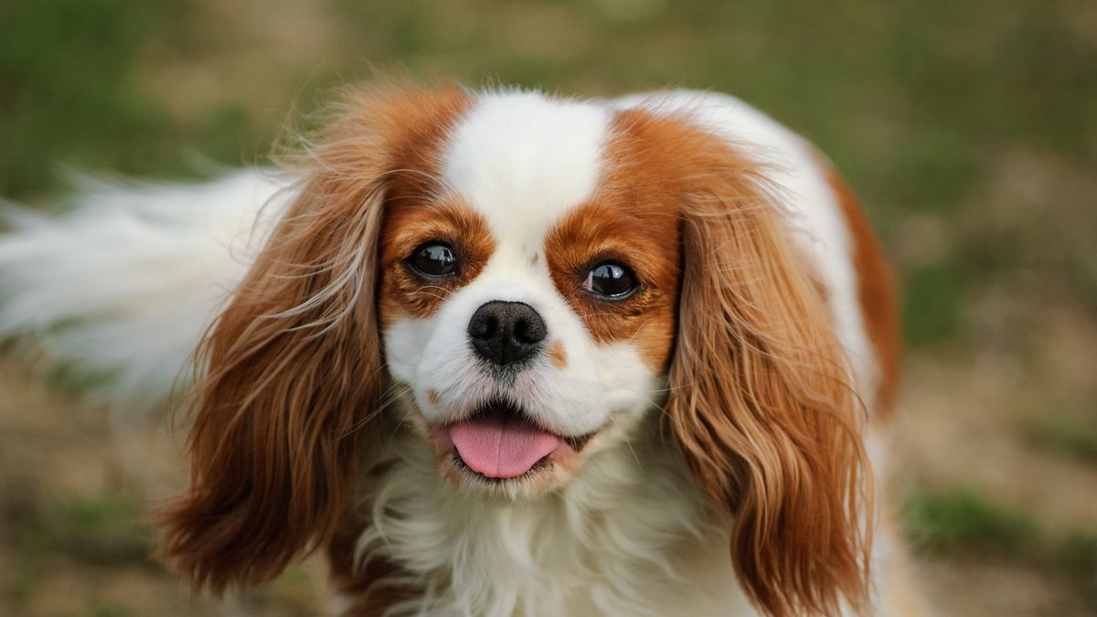 Cavalier King Charles Spaniel