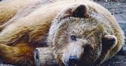 Niecodzienny przypadek w polskim zoo. Powinniśmy szykować się na srogą zimę