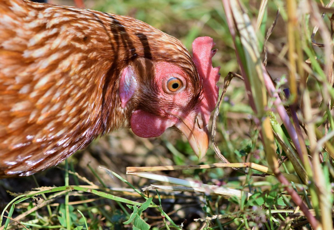 Ognisko rzekomego pomoru drobiu w powiecie kraśnickim. Inspekcja Weterynaryjna reaguje