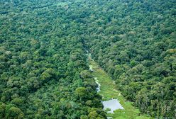 Brazylia ogranicza wycinkę Amazonii. To najlepszy wynik od dekady