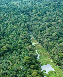 Brazylia ogranicza wycinkę Amazonii. To najlepszy wynik od dekady