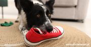 Czy border collie jest trudnym psem?