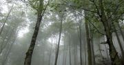 Polski gigant. To najwyższe drzewo liściaste w kraju