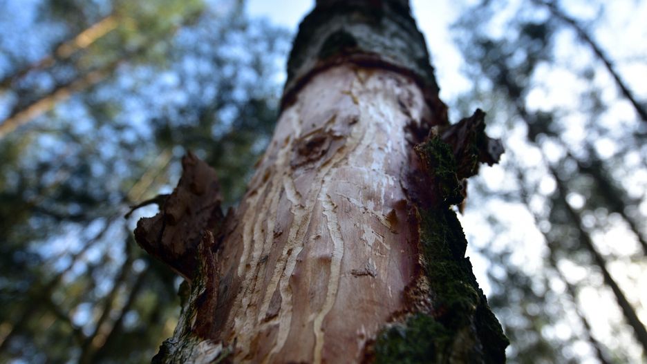 Reporter baza 2020-06-a
03.07.2016 Warszawa N/z Slady po korniku drukarzu - szkodniku lasy miejskie Warszawa - okolice ul. Czajki ( Bialoleka)  fot. Adam Nocon/REPORTER
Adam Nocon/REPORTER