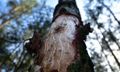 Niepokojące doniesienia z Mazur. "Za 10 lat może nie być świerków"