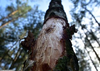 Niepokojące doniesienia z Mazur. "Za 10 lat może nie być świerków"