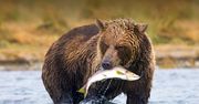 Niedźwiedzie zmieniają dietę przez ocieplenie klimatu. Co teraz jedzą?