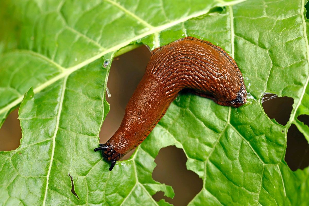 My grandma sprinkles in the garden. Snails and ants avoid her vegetable patch.