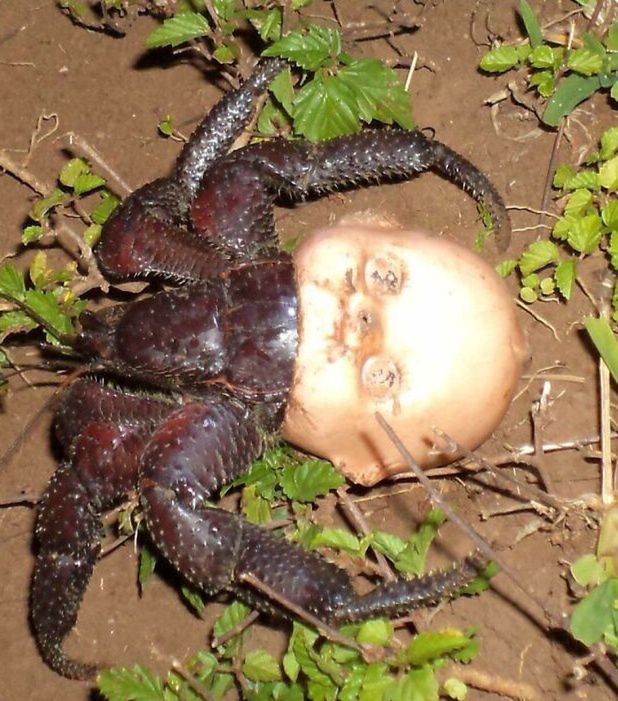 Krab pustelnik w nowej "muszli".