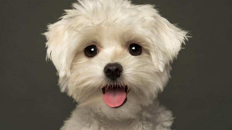 Maltańczyk i jego charakterystyka