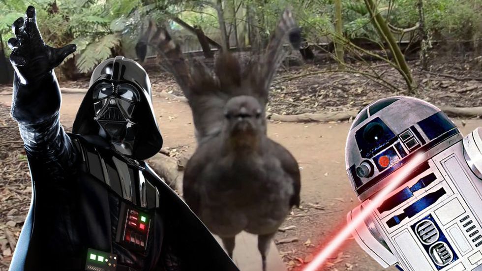 Rewelacja! Ten ptak naśladuje strzelanie z blastera i inne dźwięki z „Gwiezdnych wojen” 1