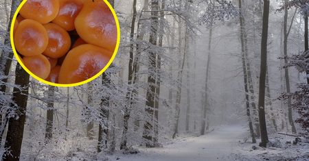 Leśnik pokazał zdjęcia. Te grzyby rosną nawet zimą, idealne do jajecznicy!