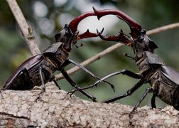 Polsat Viasat Nature HD Zwierzęce wojny
