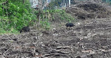 Stara Miłosna. Na ulicach stado dzików z młodymi