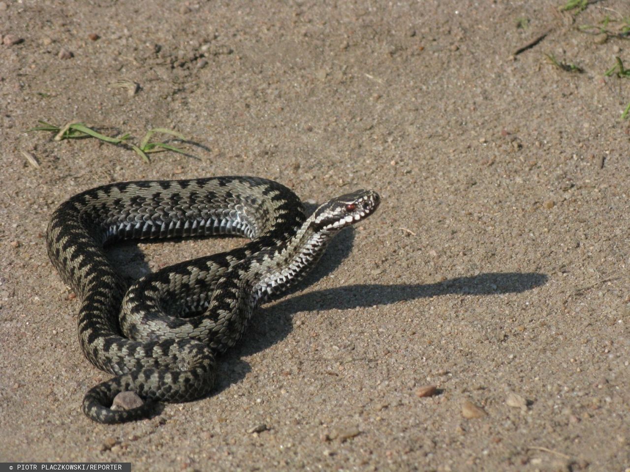 Plaga żmij na Dolnym Śląsku. Wchodzą do sklepów i domów