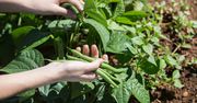 Kiedy siać fasolę szparagową? Wiele osób robi to za wcześnie