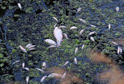 WWF alarmuje: w próbkach wody z Odry znaleziono amoniak