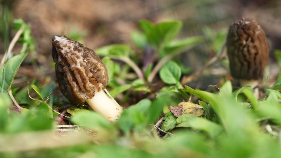 Smardze są nazywane "polskimi truflami"