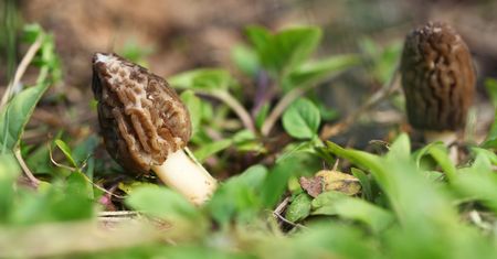 Rosną w wielu ogródkach. "Polskie trufle" kosztują krocie