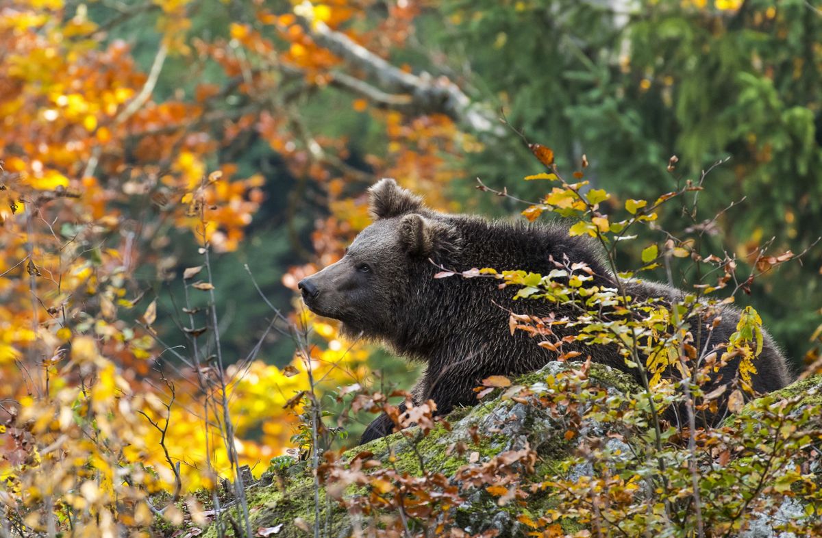 Niedźwiedź w parku w Pieninach. Ostrzeżenie dla turystów