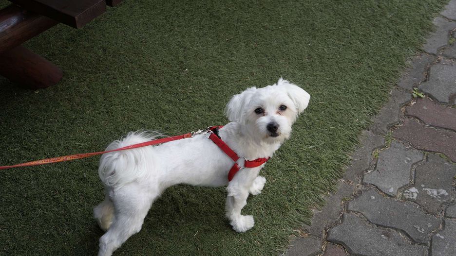 Pies może różnie reagować na brak uwagi ze strony opiekuna