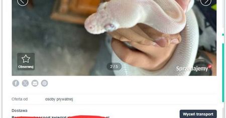 Reklamuje w sieci chore oczy węża. Fundacja zawiadomiła prokuraturę