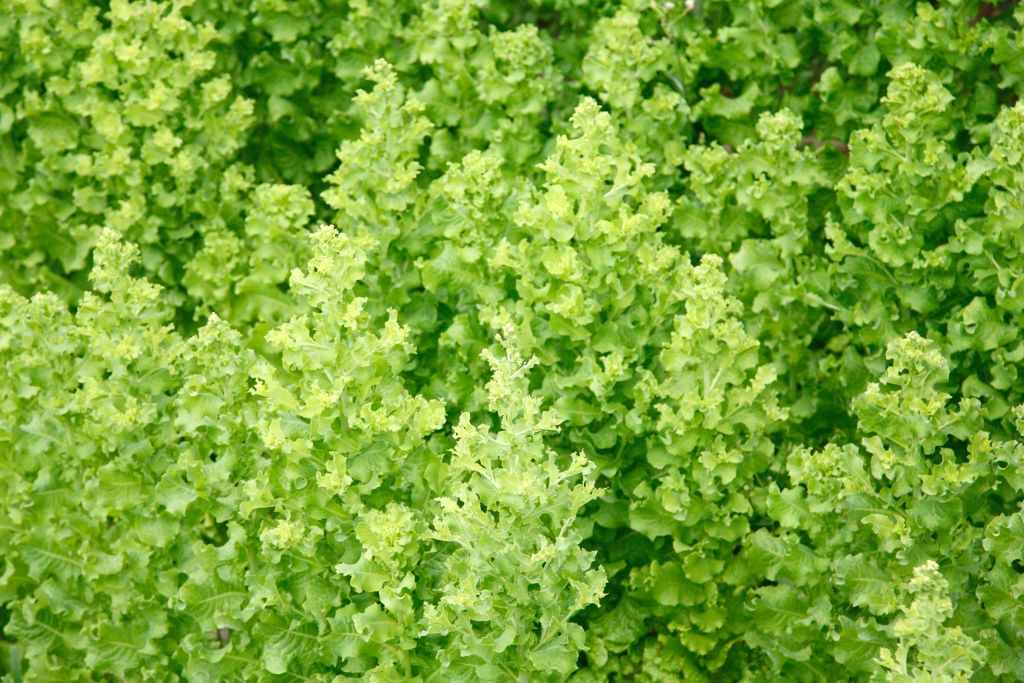 Przerośnięta sałata