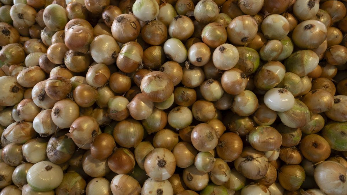 Cebula potrafi najwięcej, gdy robi się naprawdę zimno