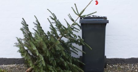 Nie wyrzucam zaraz po świętach. Robię z choinki użytek, nawet jeśli już obleciała
