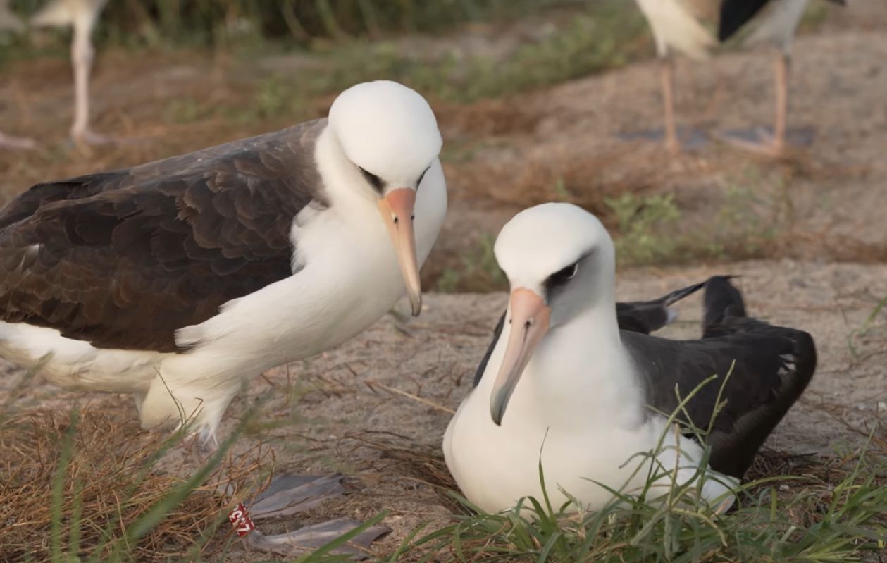 74-year-old Wisdom, world's oldest bird, lays a new egg