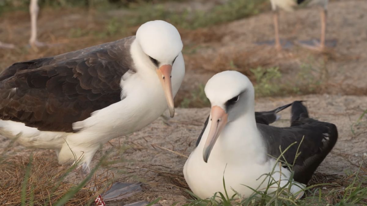 Najstarszy ptak świata złożył jajko w wieku 74 lat