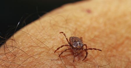 Naukowcy alarmują. Ptaki migrujące mogą przenosić nowe gatunki kleszczy