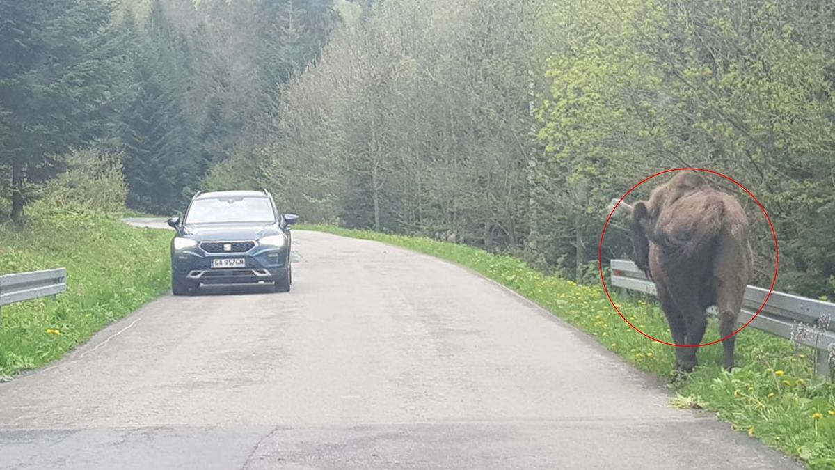 Nietypowy widok. Ogromne zwierzęta wyszły na jezdnię