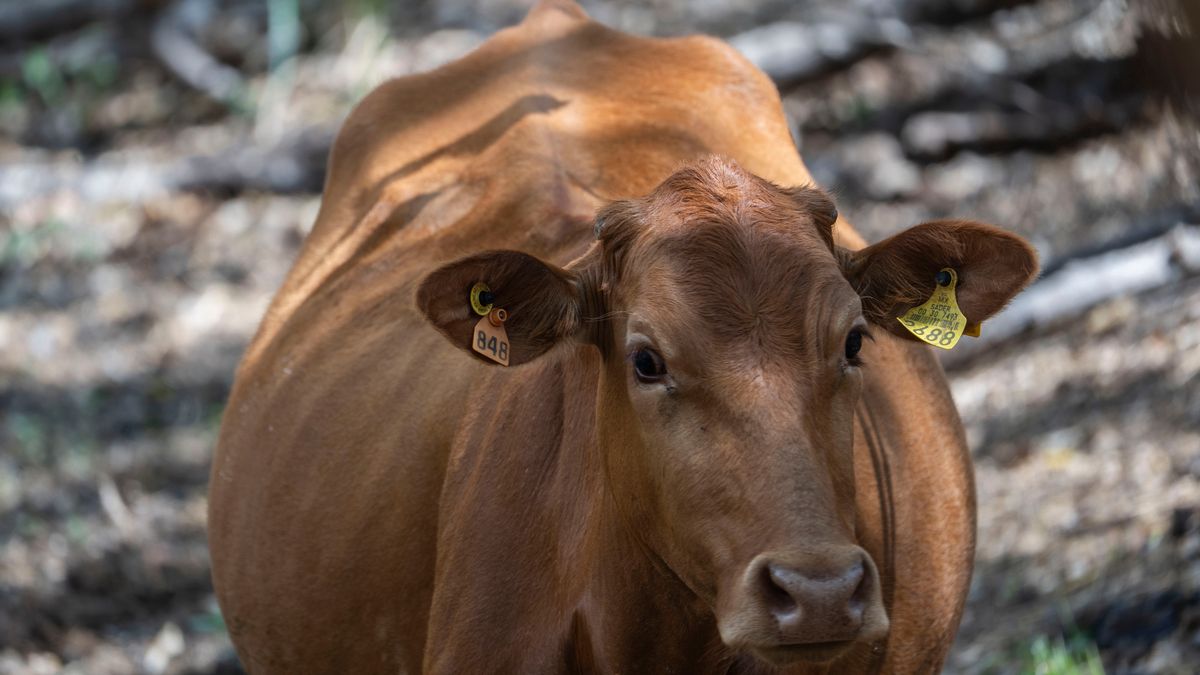 A cow grazes at a ranch in Axtla de Terrazas, San Luis Potosi state, Mexico, on Monday, May 26, 2025. The US this month suspended imports of live cattle, horses, and bison via ports along the southern border because of the spread of a parasitic fly in Mexico that's dangerous to livestock. Photographer: Mauricio Palos/Bloomberg via Getty Images