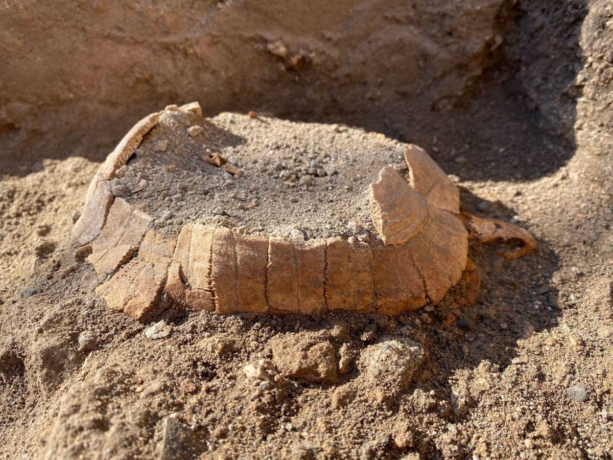 Ciężarny żółw znaleziony w Pompejach