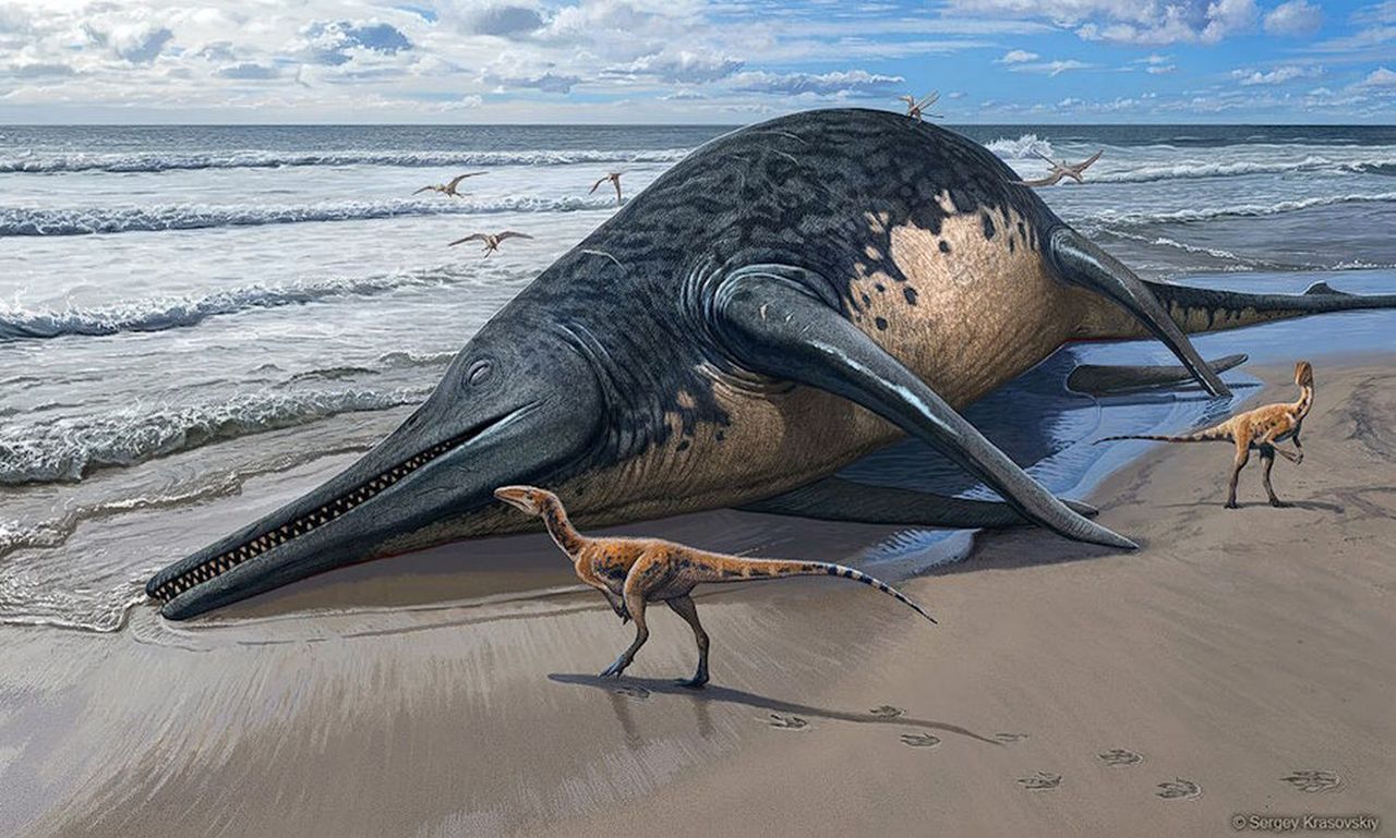 Paleontolodzy odkryli szczątki największego znanego gada morskiego, zdjęcie ilustracyjne