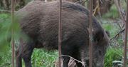 Warszawa. Dziki "uwięziły" dzieci w świetlicy