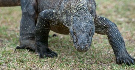 Będą wstrzykiwać ludziom krew "smoków z Komodo"? Nowe badania