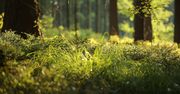 Niezwykły wynalazek z Polski. Stworzył półmaskę antywirusową z mchów