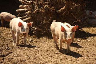 Afrykański pomór świń dotyka coraz większego terenu Polski. Rolnicy stracili już fortunę