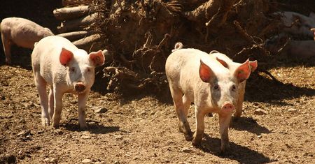 Największy producent wieprzowiny na świecie zajmie się przeszczepami?