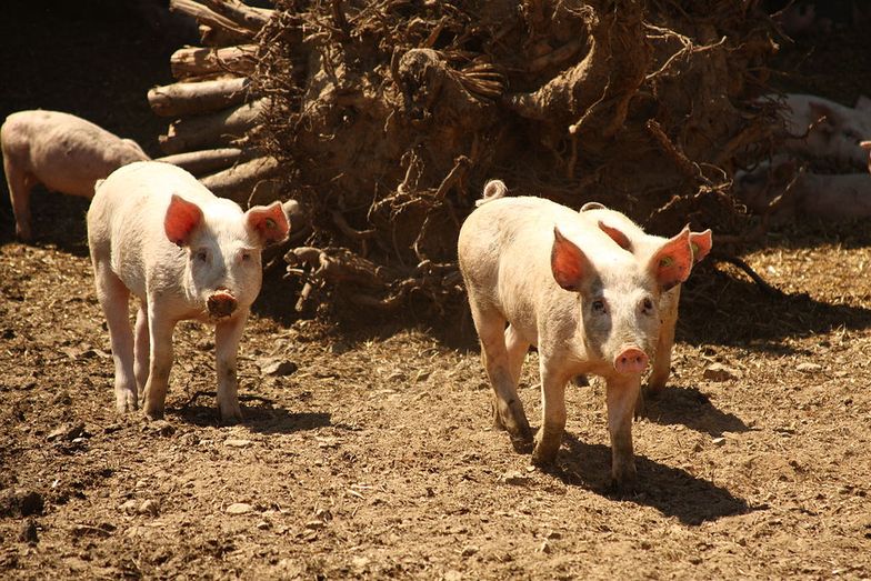 Największy producent wieprzowiny na świecie zajmie się przeszczepami?