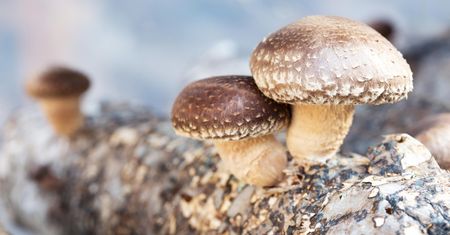 Grzybki shitake – wartości odżywcze i właściwości zdrowotne, kalorie
