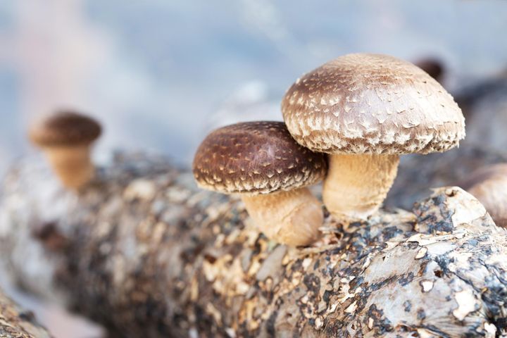 Grzybki shitake to jadalna odmiana grzybów, które od wieków wykorzystuje się w medycynie Dalekiego Wschodu