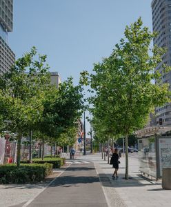 Są przeciwni sadzeniu drzew na ulicach