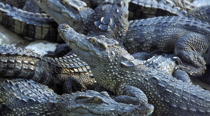 Inwazja wielkich krokodyli