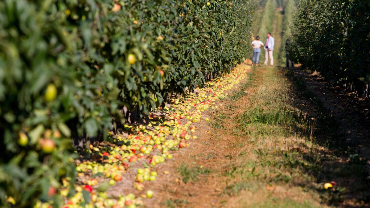 Sadownicy i rolnicy mówią wprost ile dostają w skupie. To nawet nie połowa sklepowej ceny
