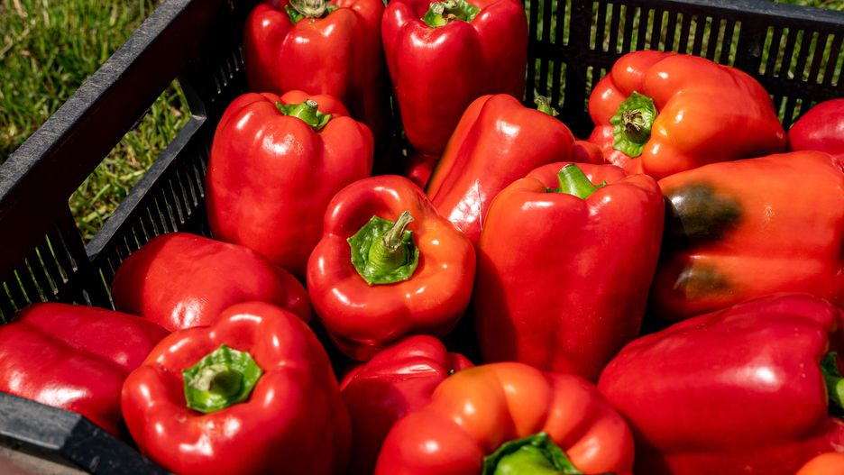 paprica, papryka, papryki, warzywa, warzywo, gospodarstwo, zdrowie, weganizm, pole, zbiory, lato, producent, farmer, targ, bazar, sprzedaż, naturalne, dobre, plony, owoce, sad, oranie, vegetables, vegetable, farm, health, vegan, field, harvest, summer, autumn, producer, market, bazaar, retail, natural, good, crops, fruits, orchard, plowing, fresh, red, jedzenie, jarzyna